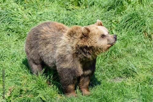 Brown Bear (Ursus arctos) watching the honey pot