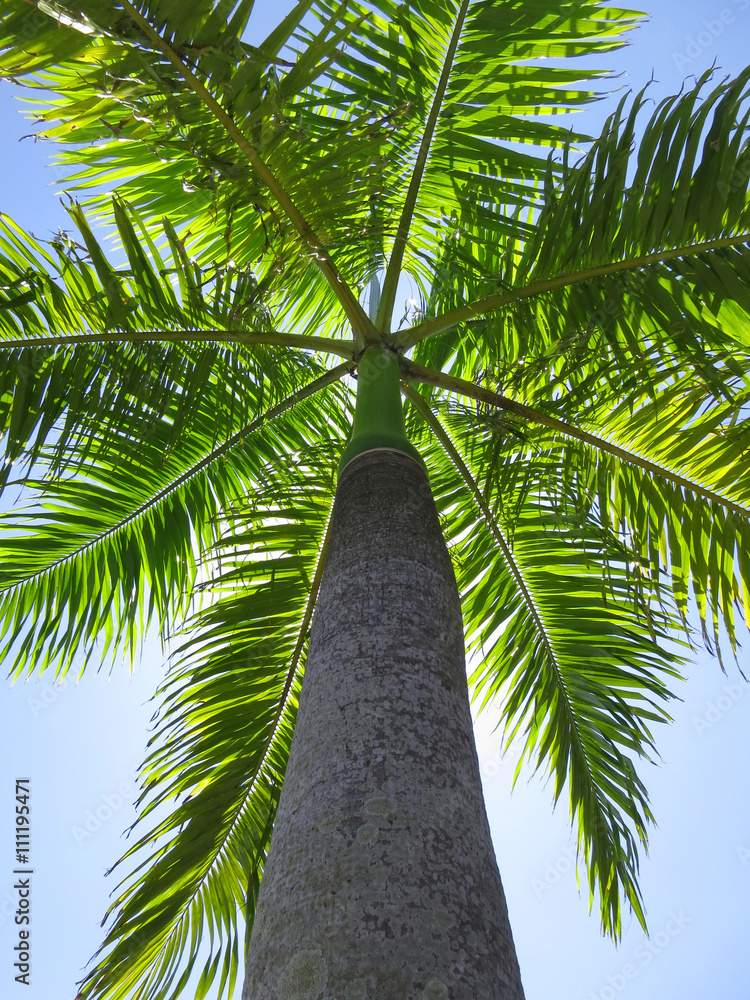 Naklejka premium Royal palm. Roystonea regia. Inhambane, Mozambique, Southern Africa