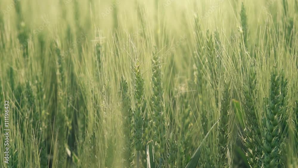 Young green wheat cultivated field in sunset, backlit sunlight Young green wheat cultivated field in sunset, backlit sunlight