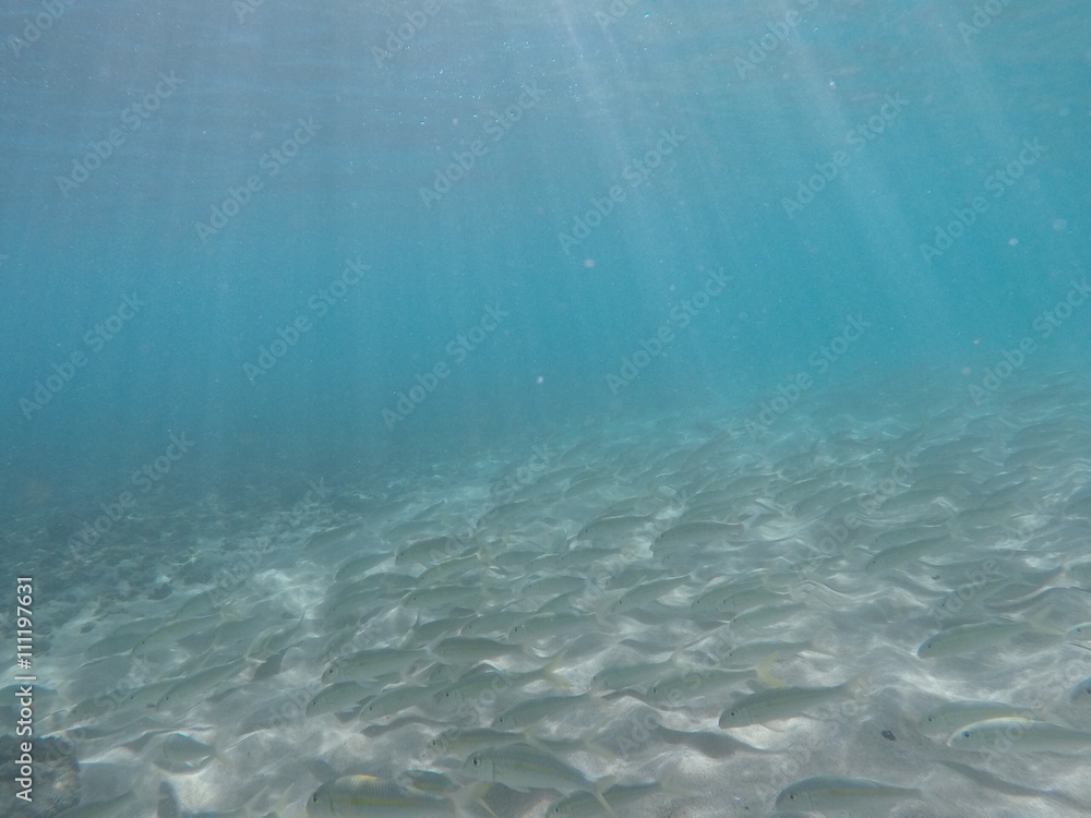 Fish under water in ocean
