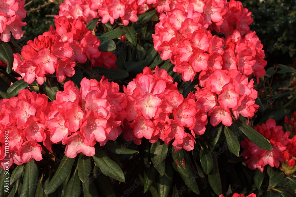 Rhododendron flowers blooming in the spring Rhododendron flowers blooming in the spring