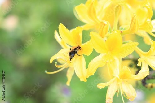 Yellow Azalea flowers with a bee on it