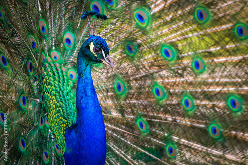 Peacock (Indian peafowl)