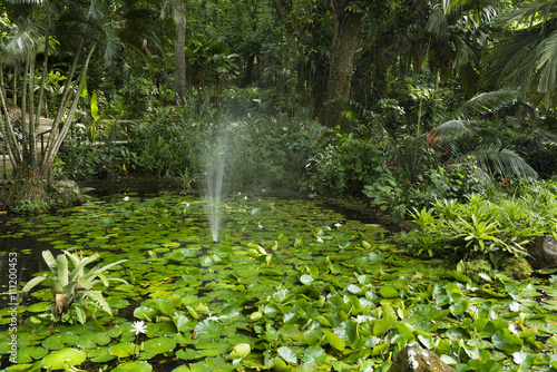 Lily Pads