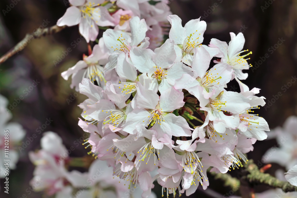 Obraz premium Cherry blossoms. Spring background