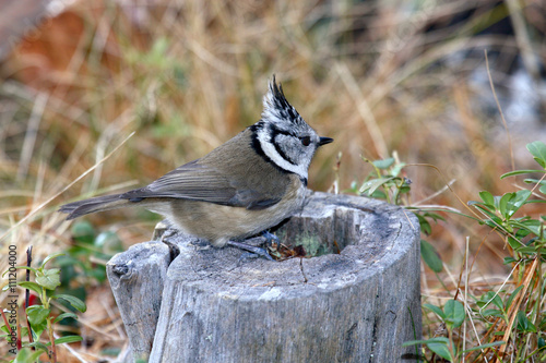 cincia dal ciuffo parus cristatus uccello passeriforme photo