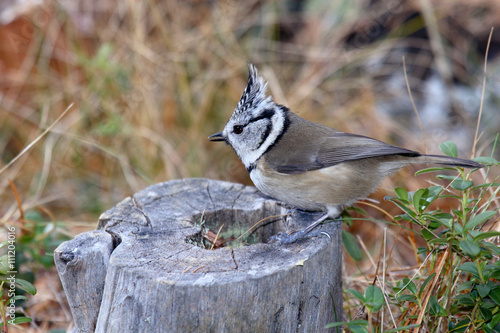 cincia dal ciuffo parus cristatus uccello passeriforme photo