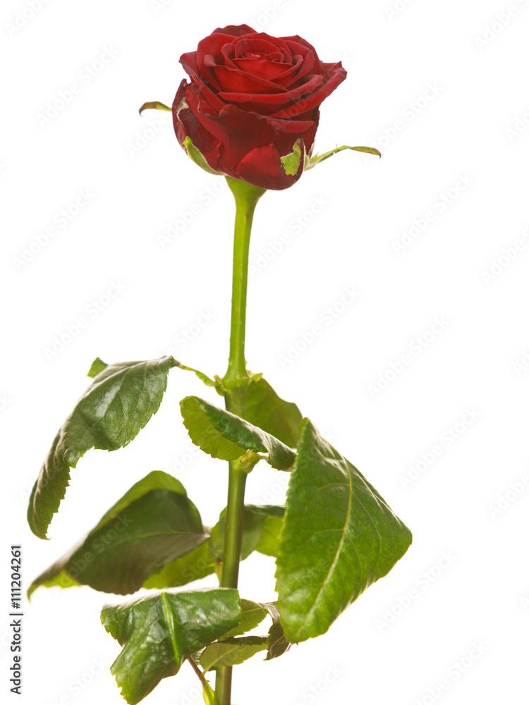 Obraz premium Red rose flower isolated on white