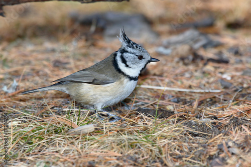 cincia dal ciuffo parus cristatus passeriforme photo