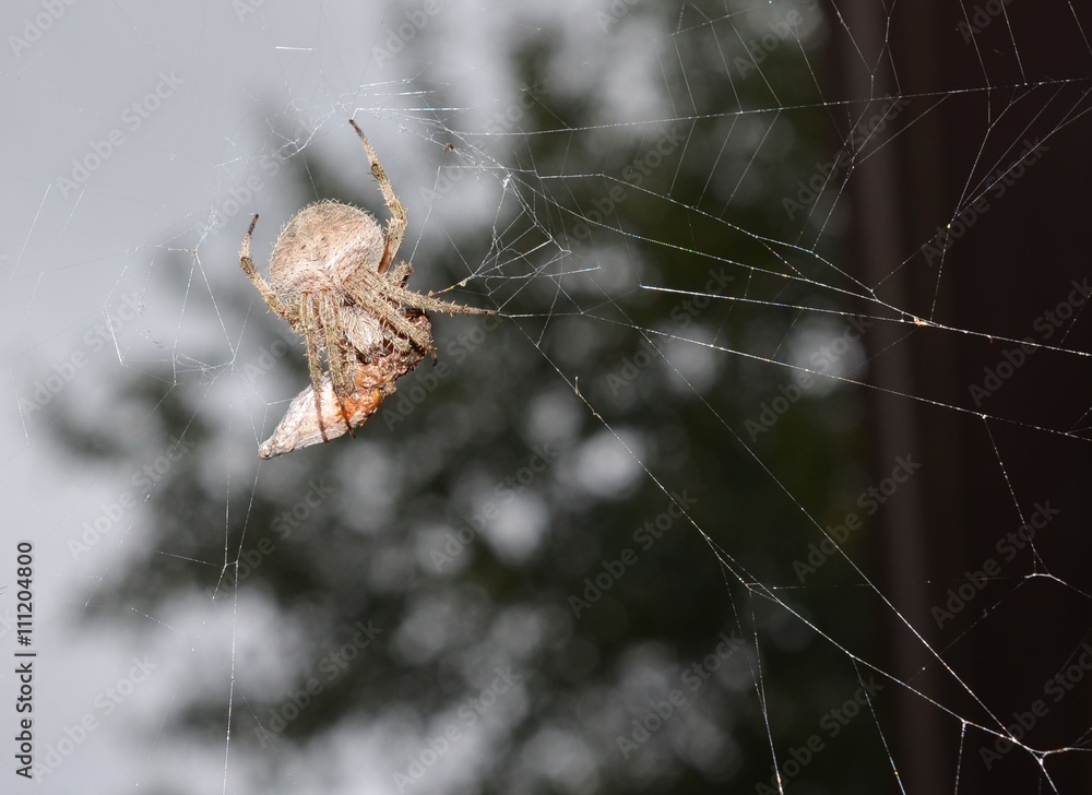 Garden spider arachnid with prey Garden spider arachnid with prey