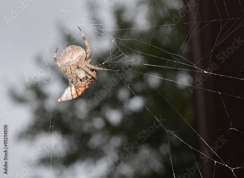 Garden spider arachnid with prey