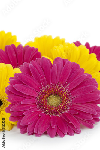 yellow and pink daisy flowers