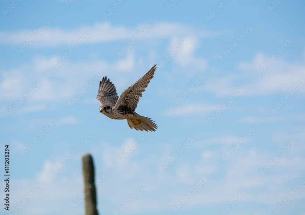 Soaring Prairie Falcon