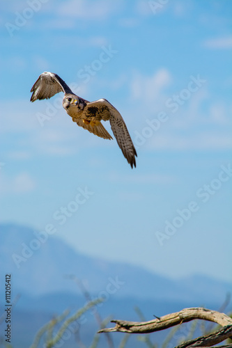 Soaring to Perch