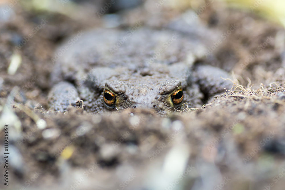 Common toad (Bufo bufo) partially buried in soil. Familiar amphibian hiding on ground, with bright eyes visible