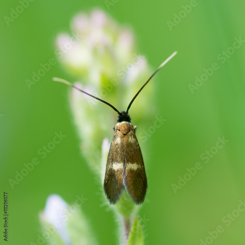 Cauchas fibulella longhorn moth. Smallest British moth in the family Adelidae, with pair of light blotches on each wing photo