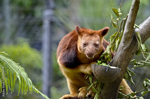 tree kangaroo photo