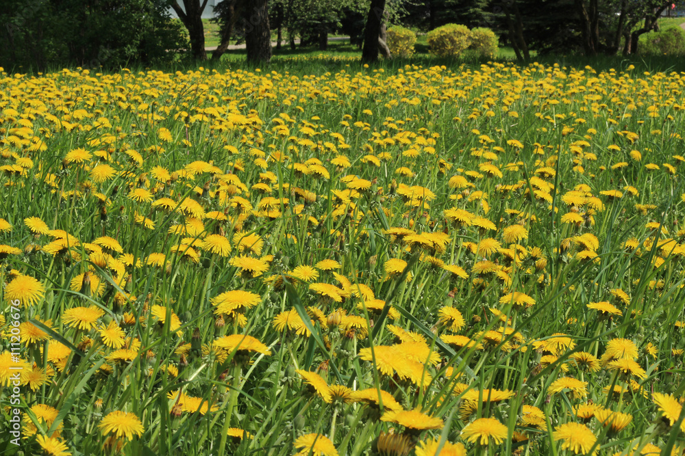 Obraz premium dandelions