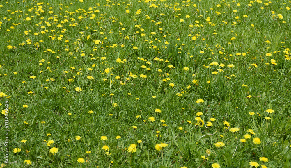 Dandelions in a meadow. Bright yellow flowers dandelions on a background of a green meadow. Beautiful meadow. Dandelions in a meadow. Bright yellow flowers dandelions on a background of a green meadow. Beautiful meadow.