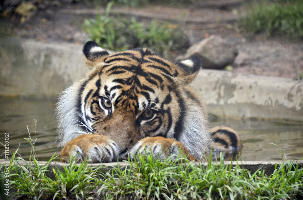 Fototapeta premium tiger
