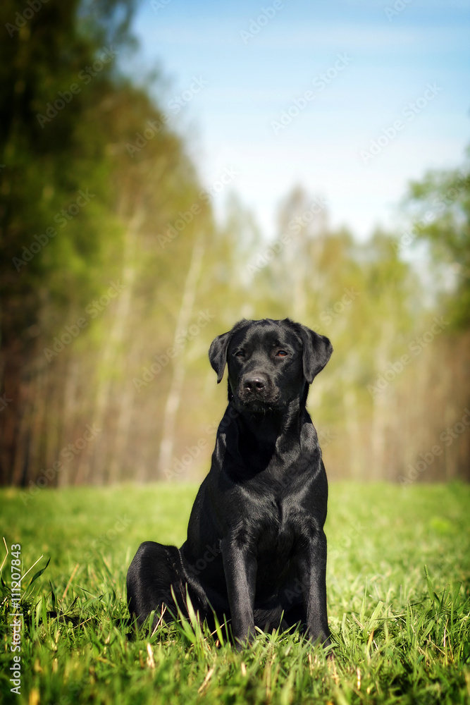 Serious black Labrador sitting on the grass