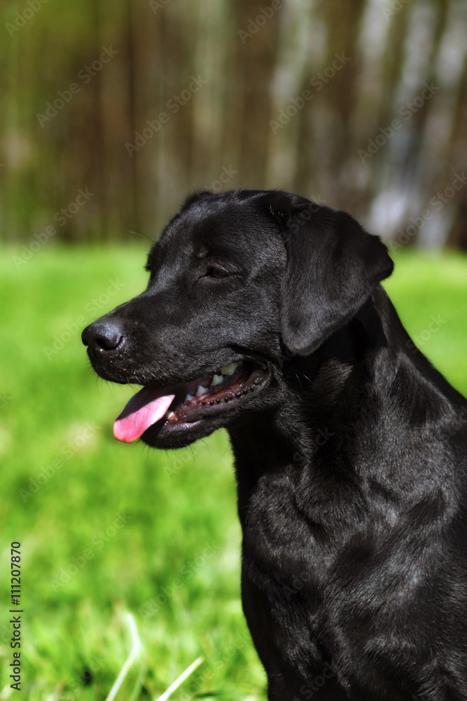 dog black Labrador shines in the sun