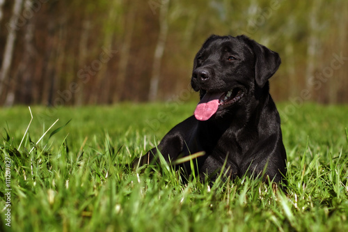 Happy black Labrador lying on the grass
