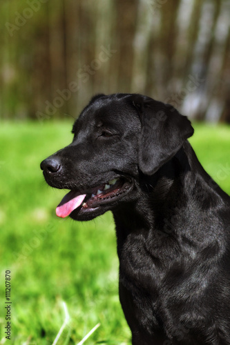 dog black Labrador shines in the sun