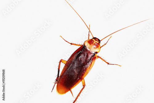 Cockroach on white background © chaphot