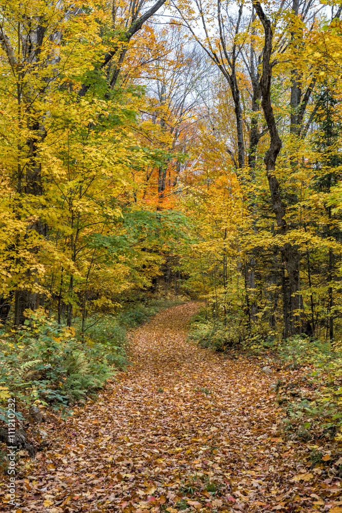 collection of beautiful colorful autumn leaves green yellow ora collection of beautiful colorful autumn leaves green yellow ora