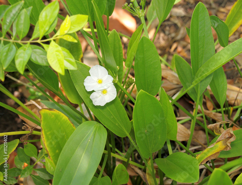 Sagittaria lancifolia L., Arrow Head Ame Son photo