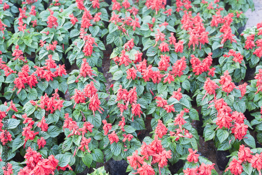 red salvia flower red salvia flower