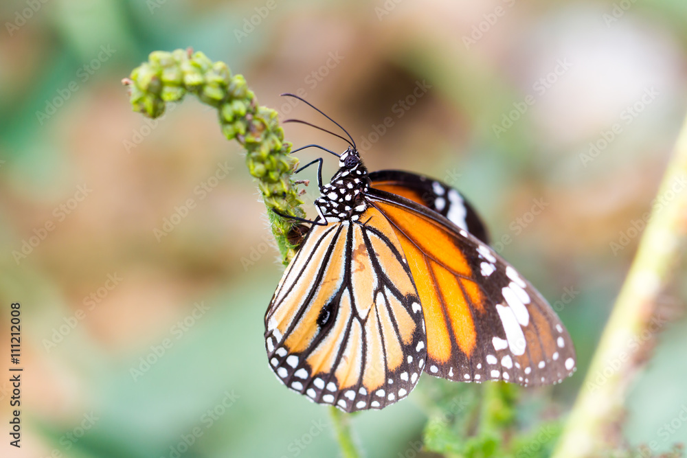 Naklejka premium Common tiger butterfly 