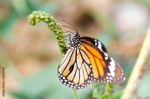 Common tiger butterfly  © naviya
