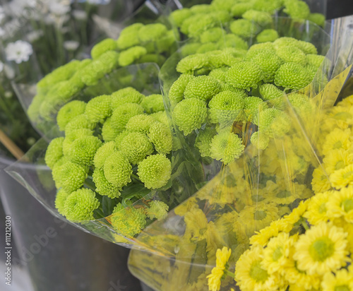 Bunches of Green Santini Flowers Chrysanthemums at Flower Market