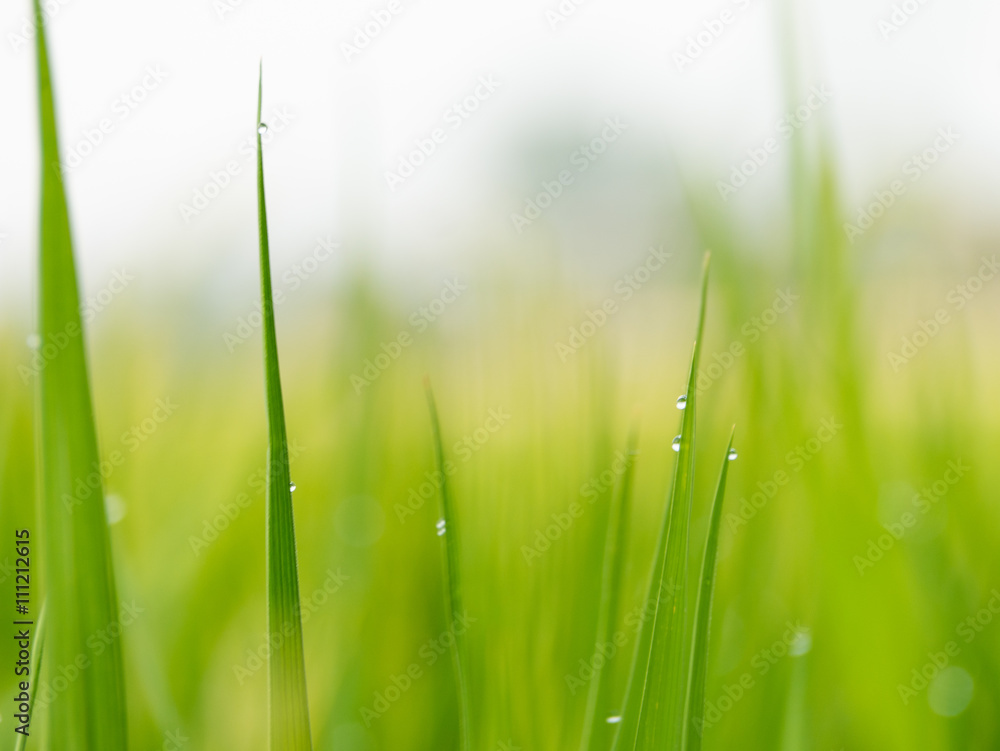 transpiration of plant in the morning transpiration of plant in the morning