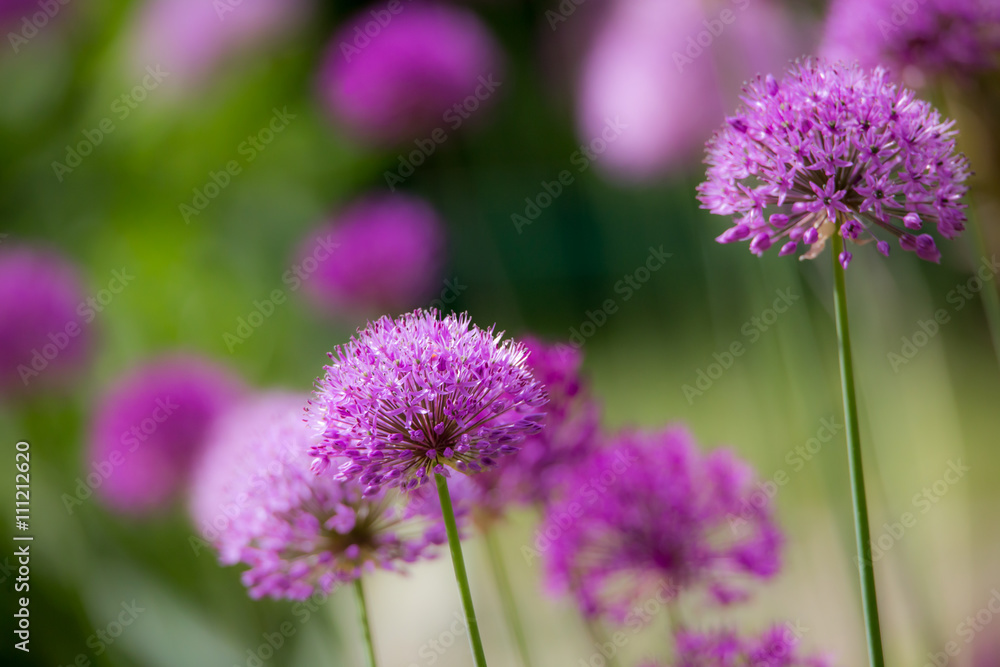 Allium in einem Blumenbeet Allium in einem Blumenbeet