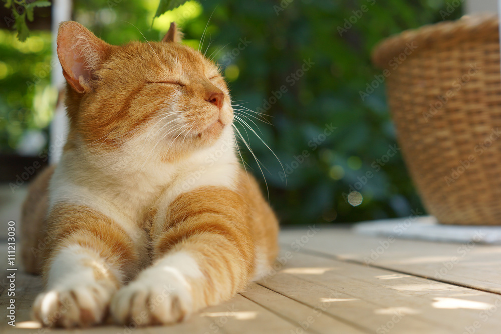 Naklejka premium Relaksujący kot herbaciany