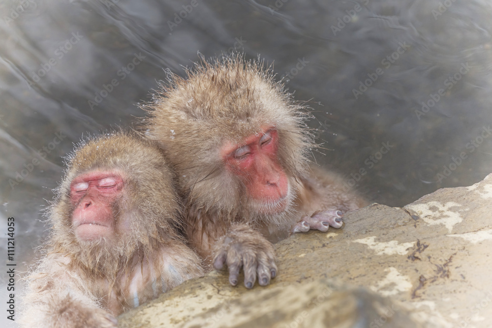 Naklejka premium 湯けむりのおさるさん Japanese monkey in the hot spring