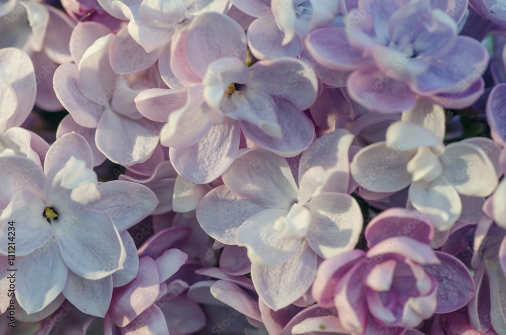 lilac flowers closeup