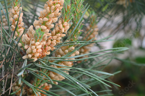 pine male inflorescence