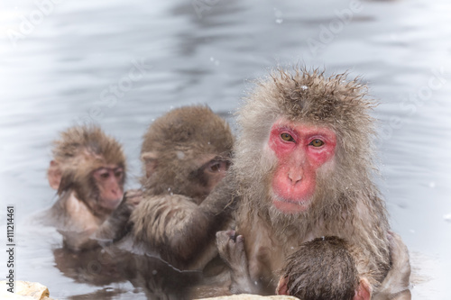 湯けむりのおさるさん Japanese monkey in the hot spring