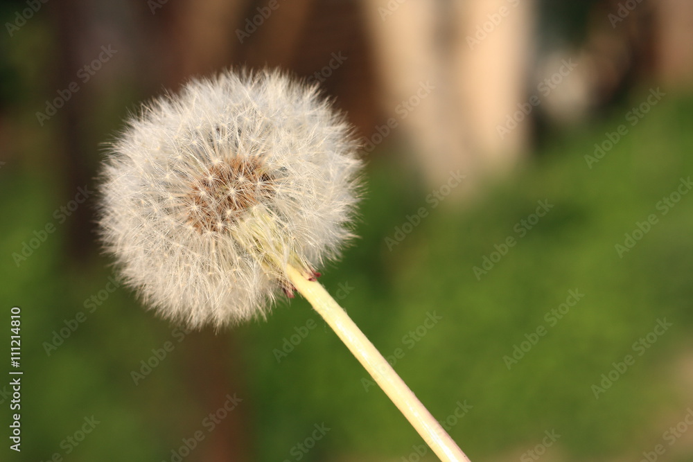The common dandelion in the field The common dandelion in the field
