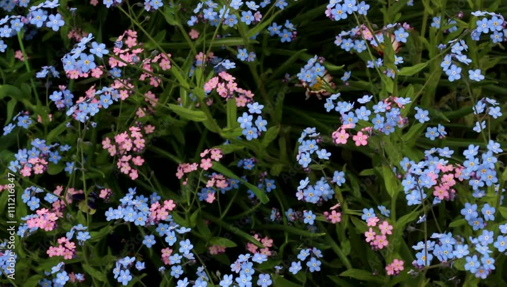Pink and blue forget-me-nots waving in the breeze. Footage. Pink and blue forget-me-nots waving in the breeze. Footage.