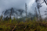 destroyed forest