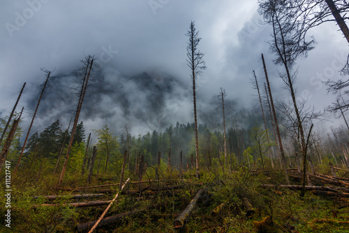 Photos destroyed forest