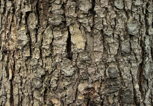 Fototapeta Naklejka Na Ścianę i Meble -  Tree bark background / texture 