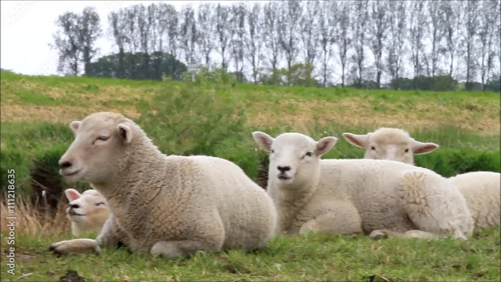 lambs relaxing on dike
lambs relaxing on dike