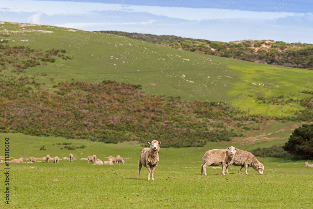 Fototapeta premium A flock of sheep grazing on the open green meadows during Autumn in Australia