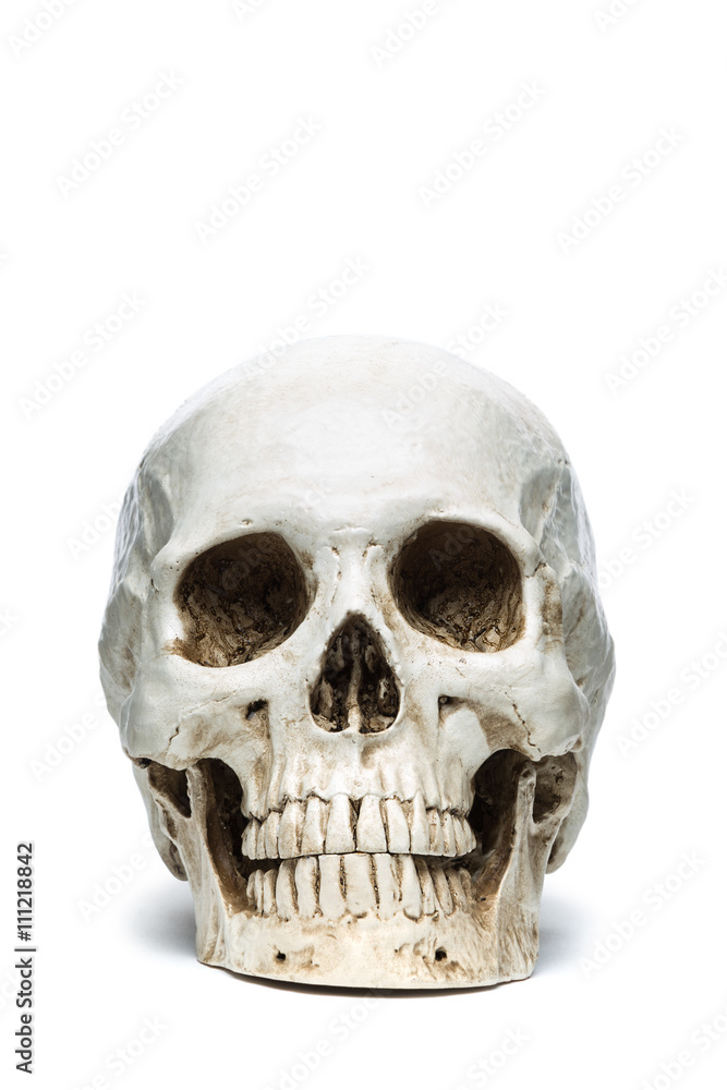 The skull isolated